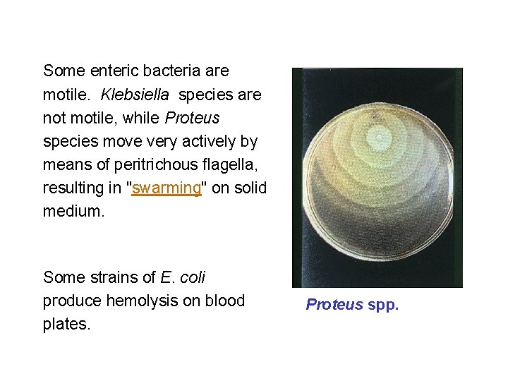 Some enteric bacteria are motile. Klebsiella species are not motile, while Proteus species move