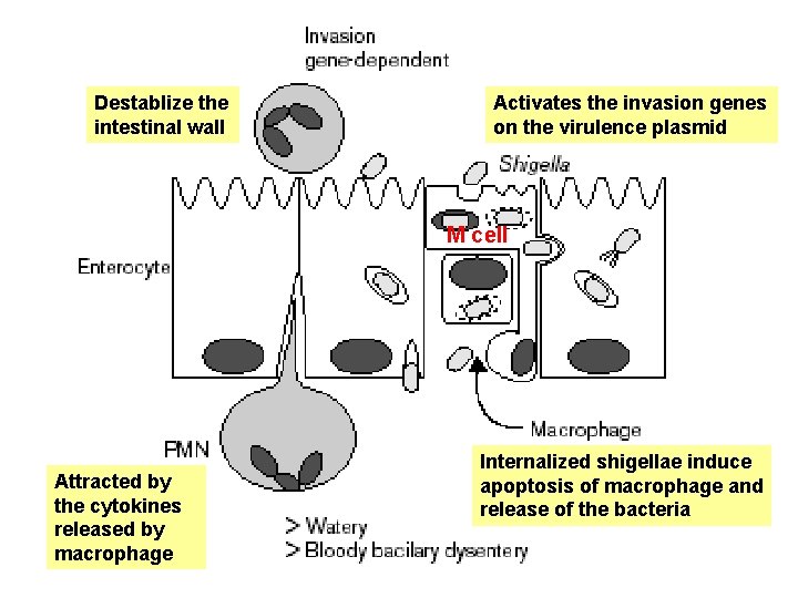 Destablize the intestinal wall Activates the invasion genes on the virulence plasmid M cell