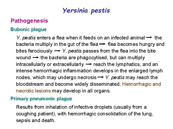 Yersinia pestis Pathogenesis Bubonic plague Y. pestis enters a flea when it feeds on