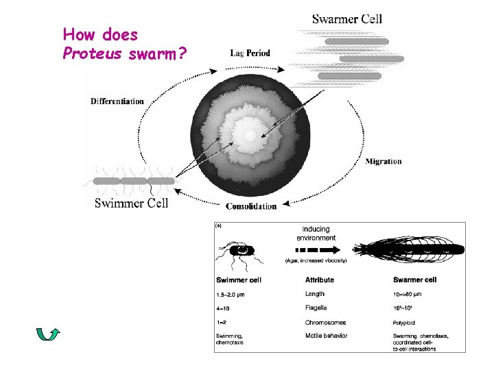 How does Proteus swarm? 