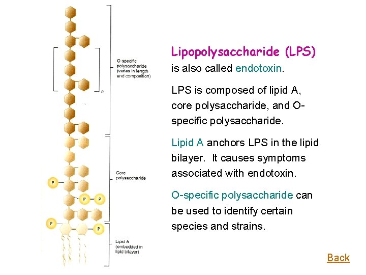 Lipopolysaccharide (LPS) is also called endotoxin. LPS is composed of lipid A, core polysaccharide,