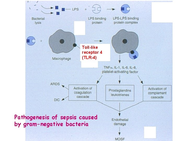 Toll-like receptor 4 (TLR-4) Pathogenesis of sepsis caused by gram-negative bacteria 