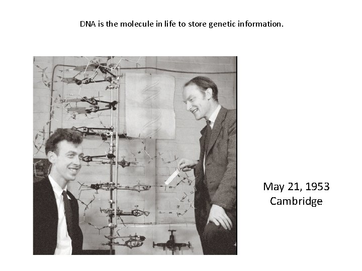 DNA is the molecule in life to store genetic information. May 21, 1953 Cambridge