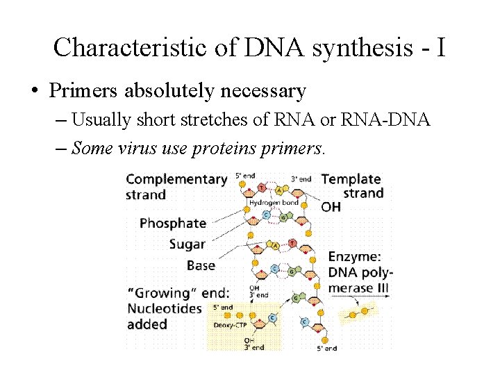 Characteristic of DNA synthesis - I • Primers absolutely necessary – Usually short stretches