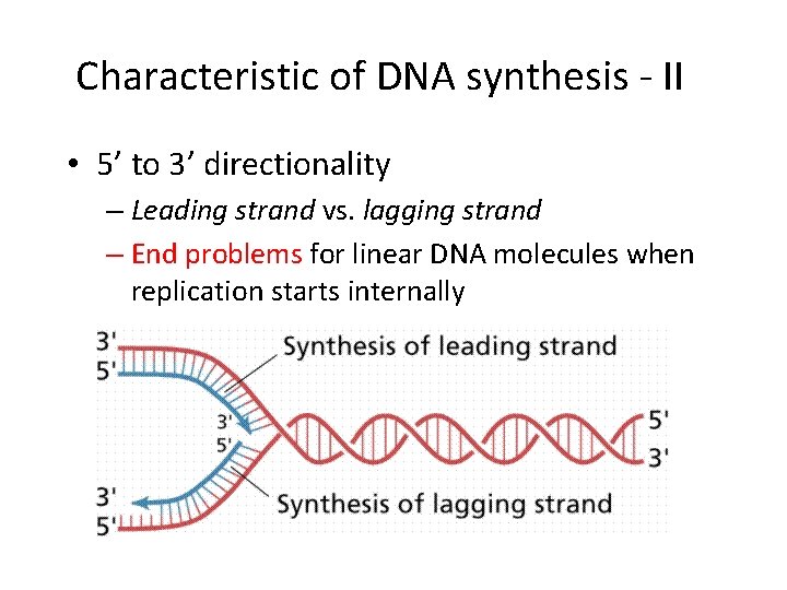 Characteristic of DNA synthesis - II • 5’ to 3’ directionality – Leading strand