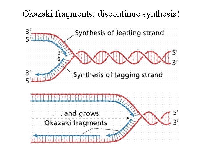 Okazaki fragments: discontinue synthesis! 