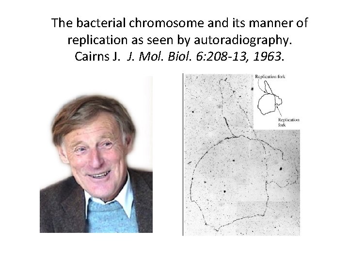 The bacterial chromosome and its manner of replication as seen by autoradiography. Cairns J.