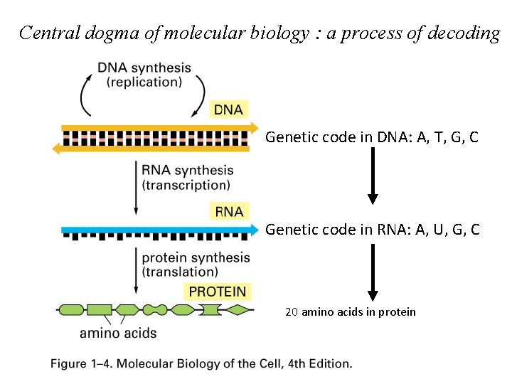 Central dogma of molecular biology : a process of decoding Genetic code in DNA: