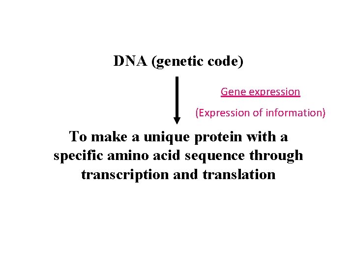 DNA (genetic code) Gene expression (Expression of information) To make a unique protein with