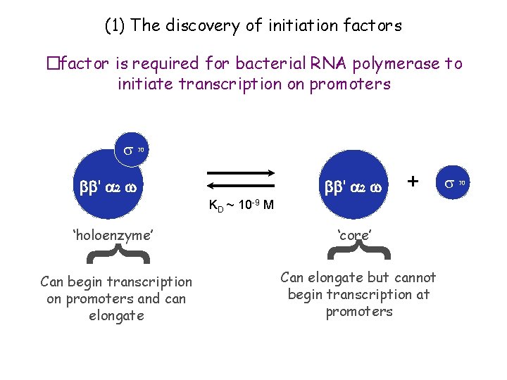 (1) The discovery of initiation factors �factor is required for bacterial RNA polymerase to