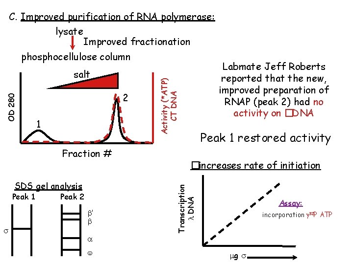 C. Improved purification of RNA polymerase: lysate Improved fractionation phosphocellulose column 1 Fraction #