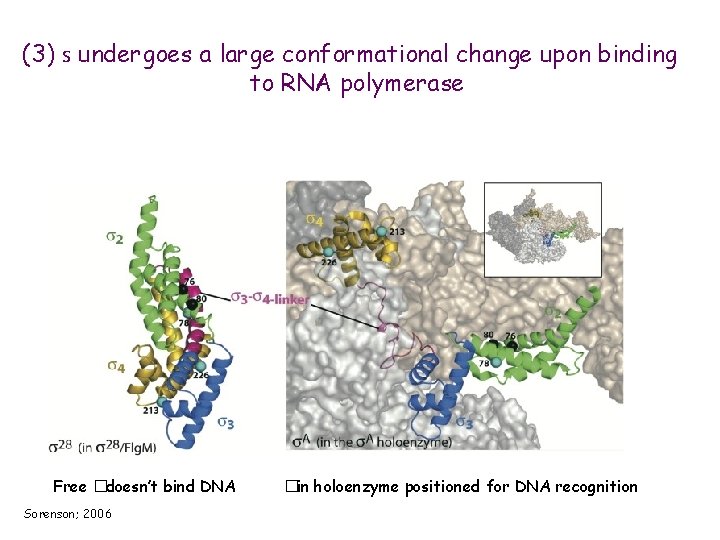 (3) s undergoes a large conformational change upon binding to RNA polymerase Free �doesn’t