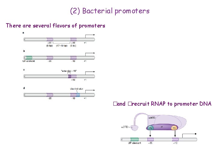 (2) Bacterial promoters There are several flavors of promoters �and �recruit RNAP to promoter