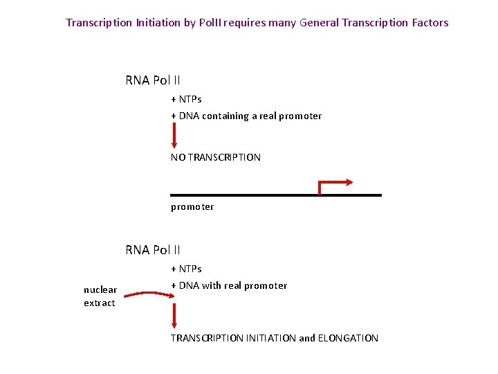 Transcription Initiation by Pol. II requires many General Transcription Factors RNA Pol II +