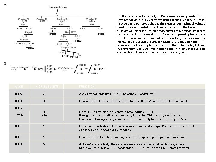Purification scheme for partially purified general transcription factors. Fractionation of He. La nuclear extract