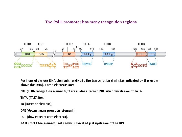 The Pol II promoter has many recognition regions Positions of various DNA elements relative