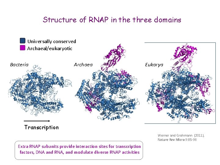 Structure of RNAP in the three domains Universally conserved Archaeal/eukaryotic Bacteria Archaea Eukarya Transcription