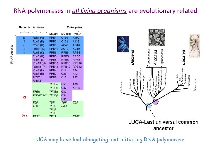 RNA polymerases in all living organisms are evolutionary related LUCA-Last universal common ancestor LUCA