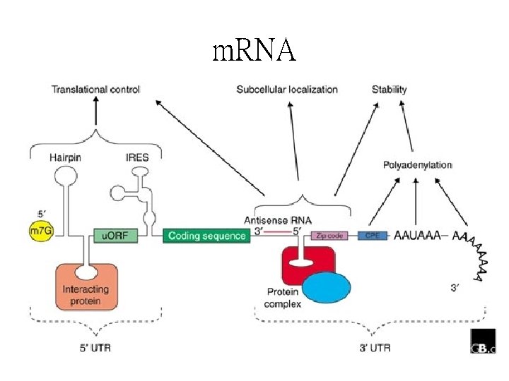 m. RNA 