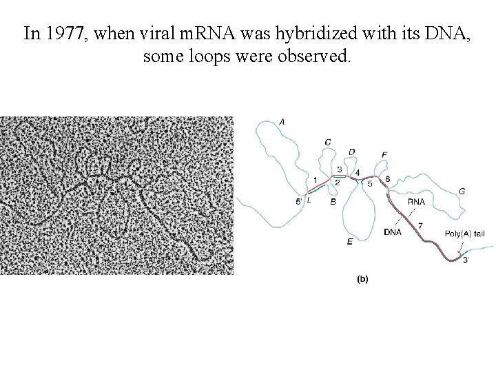 In 1977, when viral m. RNA was hybridized with its DNA, some loops were