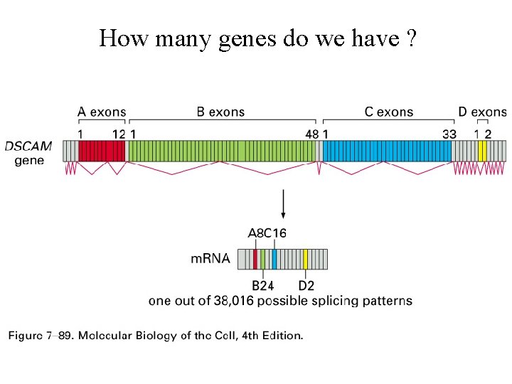 How many genes do we have ? 