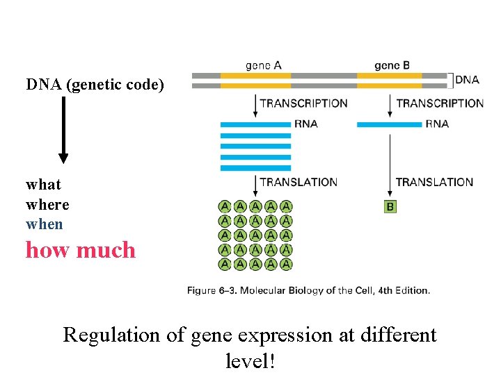 DNA (genetic code) what where when how much Regulation of gene expression at different