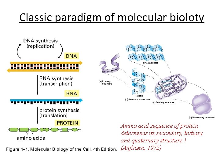 Classic paradigm of molecular bioloty Amino acid sequence of protein determines its secondary, tertiary