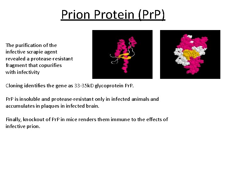 Prion Protein (Pr. P) The purification of the infective scrapie agent revealed a protease-resistant