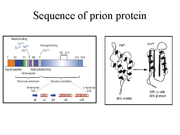 Sequence of prion protein 