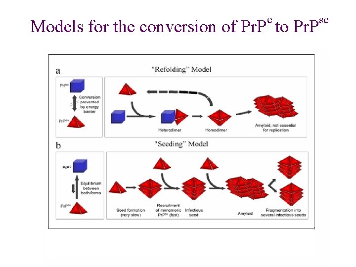 c Models for the conversion of Pr. P to Pr. P sc 