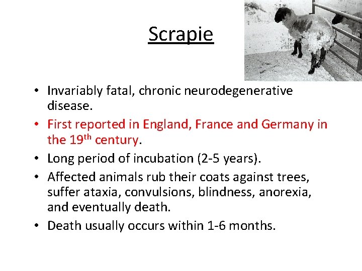 Scrapie • Invariably fatal, chronic neurodegenerative disease. • First reported in England, France and