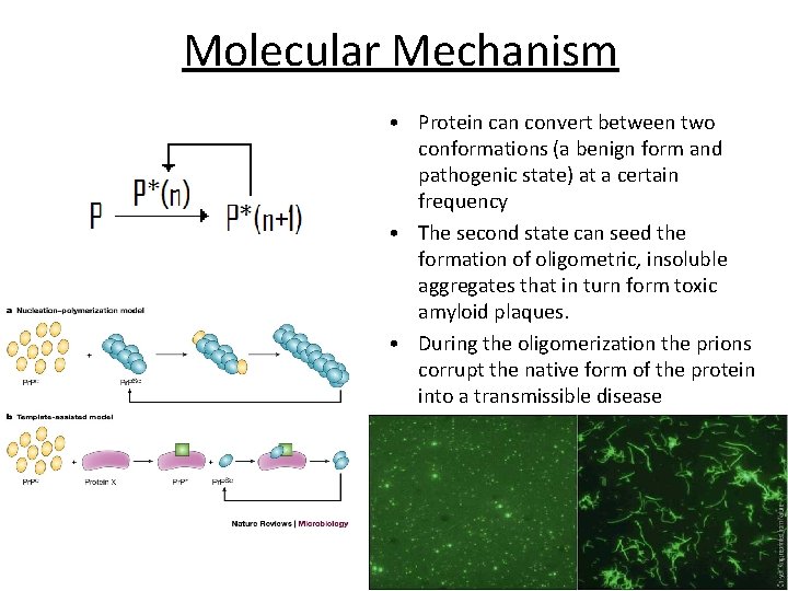 Molecular Mechanism • Protein can convert between two conformations (a benign form and pathogenic