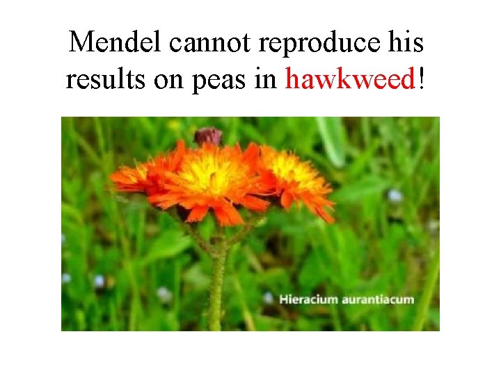 Mendel cannot reproduce his results on peas in hawkweed! 