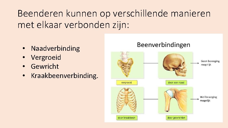Beenderen kunnen op verschillende manieren met elkaar verbonden zijn: • • Naadverbinding Vergroeid Gewricht
