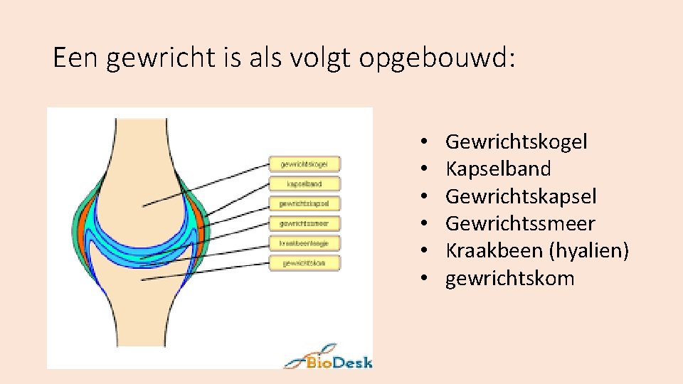 Een gewricht is als volgt opgebouwd: • • • Gewrichtskogel Kapselband Gewrichtskapsel Gewrichtssmeer Kraakbeen