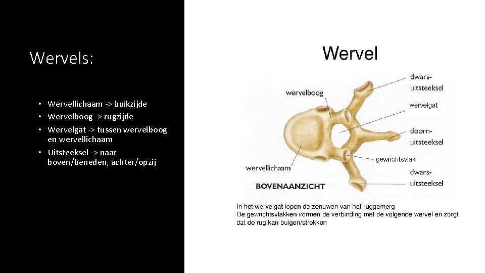 Wervels: • Wervellichaam -> buikzijde • Wervelboog -> rugzijde • Wervelgat -> tussen wervelboog