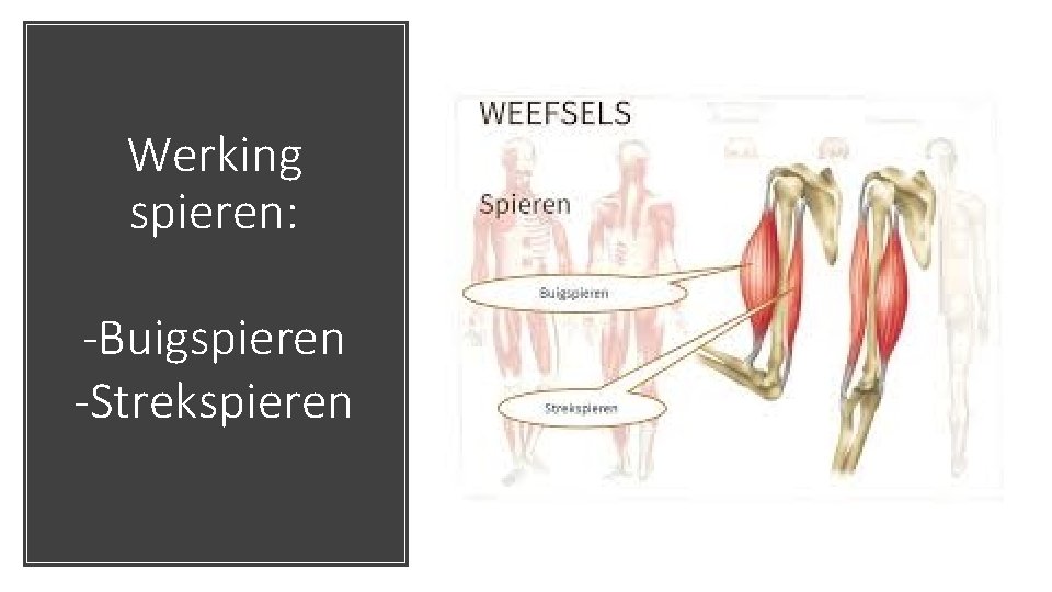 Werking spieren: -Buigspieren -Strekspieren 