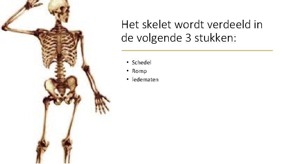 Het skelet wordt verdeeld in de volgende 3 stukken: • Schedel • Romp •