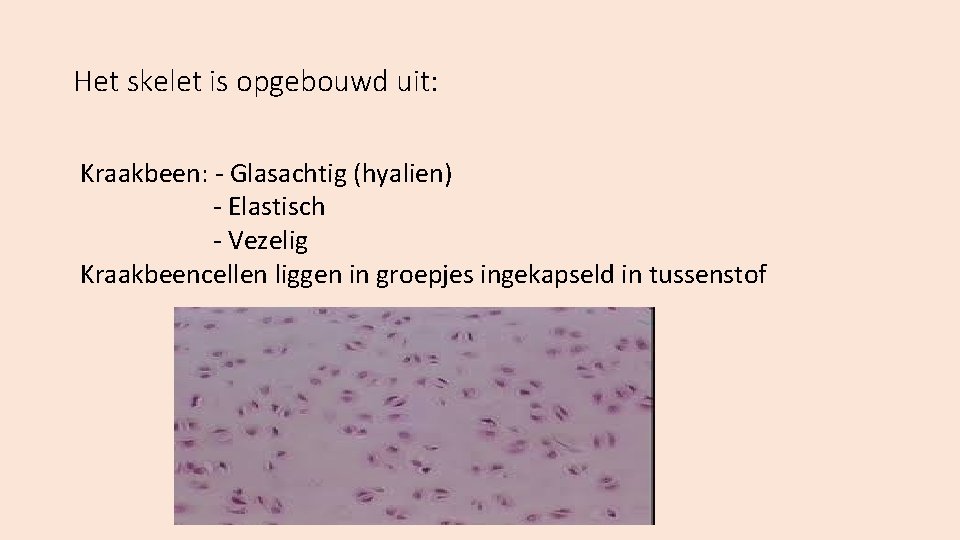 Het skelet is opgebouwd uit: Kraakbeen: - Glasachtig (hyalien) - Elastisch - Vezelig Kraakbeencellen