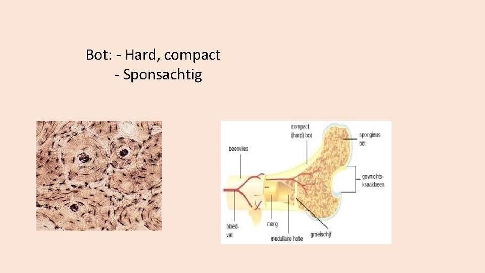 Bot: - Hard, compact - Sponsachtig 