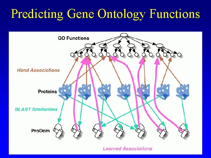 Predicting Gene Ontology Functions 