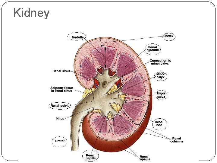 Kidney 