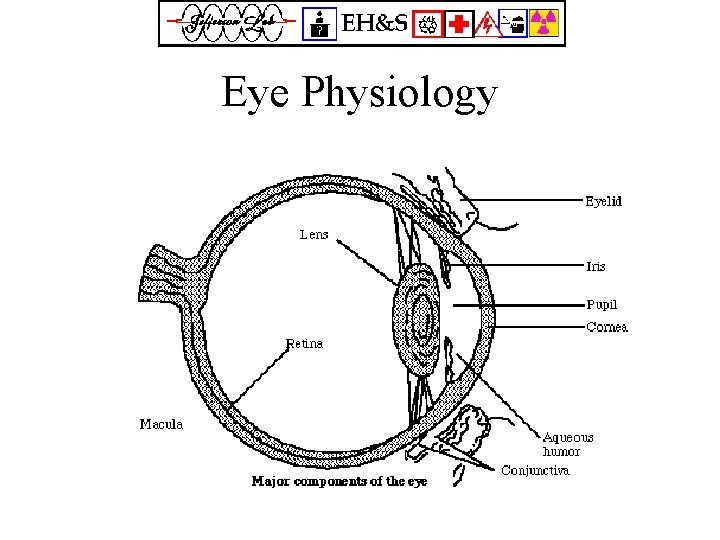 Eye Physiology 