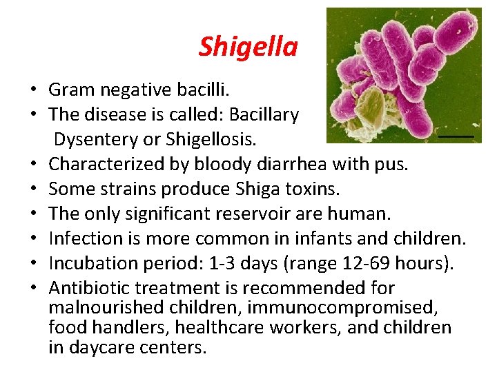 Shigella • Gram negative bacilli. • The disease is called: Bacillary Dysentery or Shigellosis.