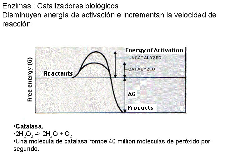 Enzimas : Catalizadores biológicos Disminuyen energía de activación e incrementan la velocidad de reacción