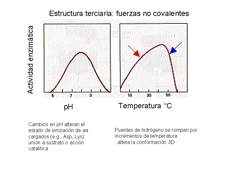 Actividad enzimática Estructura terciaria: fuerzas no covalentes p. H Cambios en p. H alteran