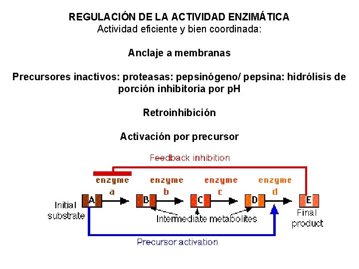 REGULACIÓN DE LA ACTIVIDAD ENZIMÁTICA Actividad eficiente y bien coordinada: Anclaje a membranas Precursores