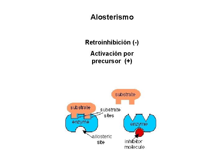 Alosterismo Retroinhibición (-) Activación por precursor (+) 