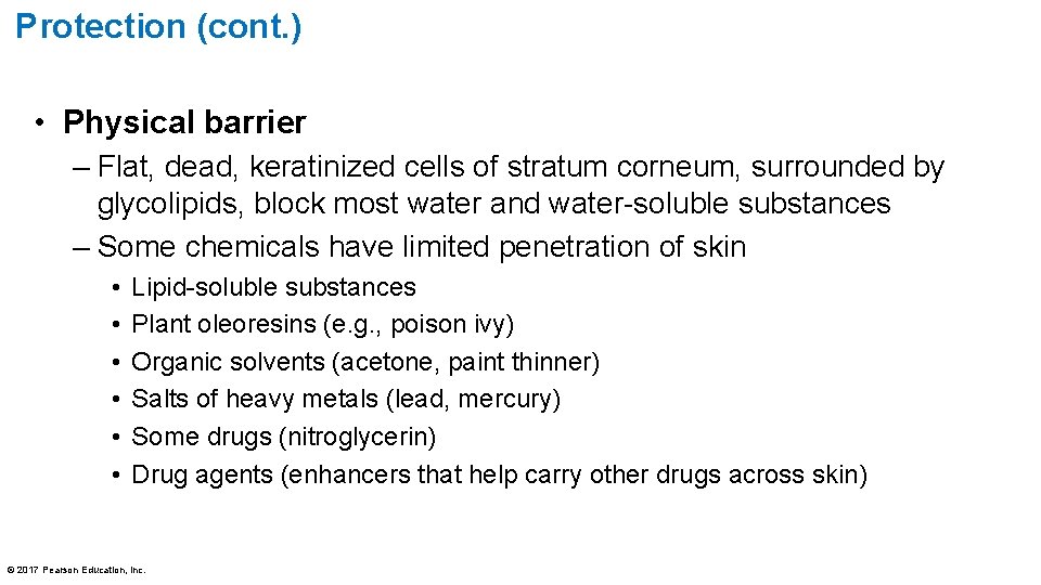 Protection (cont. ) • Physical barrier – Flat, dead, keratinized cells of stratum corneum,