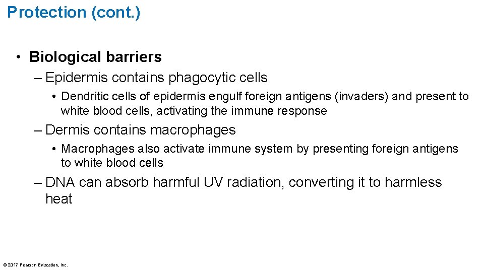 Protection (cont. ) • Biological barriers – Epidermis contains phagocytic cells • Dendritic cells